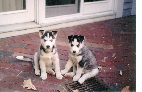 Inil (left) and Juneau(right) baby brothers