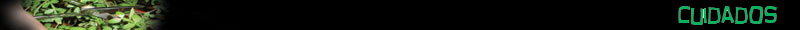 Cuidados