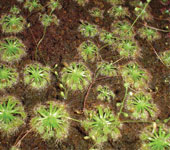 nitudulas
