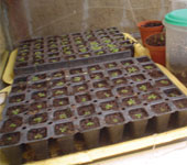cultivo