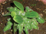 Cephalotus