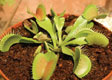 Dionaea