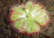 droseras