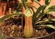 Nepenthes