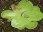 Pinguicula
