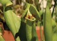 Sarracenia