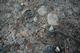 La nature toute proche... d�fil� de chenilles !