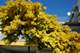 Plusieurs mimosas