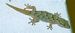 Un gentil petit l�zard