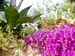 Fleurs et cactus