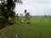bali thumbnail