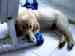 puppy thumbnail
