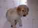puppy thumbnail