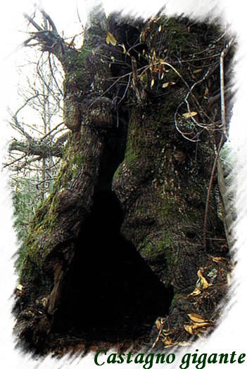Castagno gigante