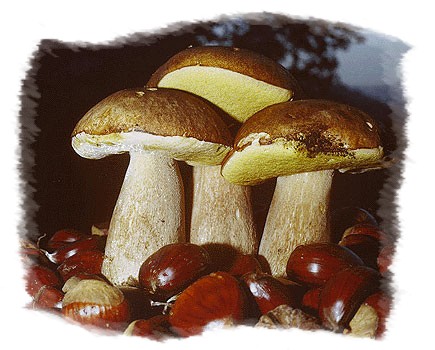 Porcini