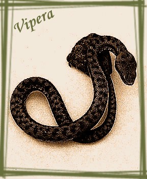 Vipera