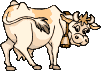 VACA