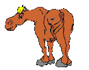 CAVALO