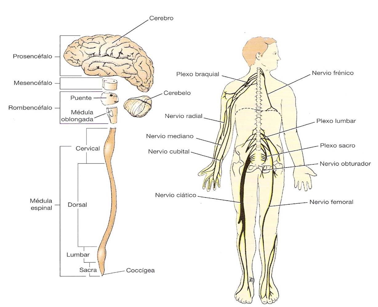 Por qué está formado el sistema nervioso
