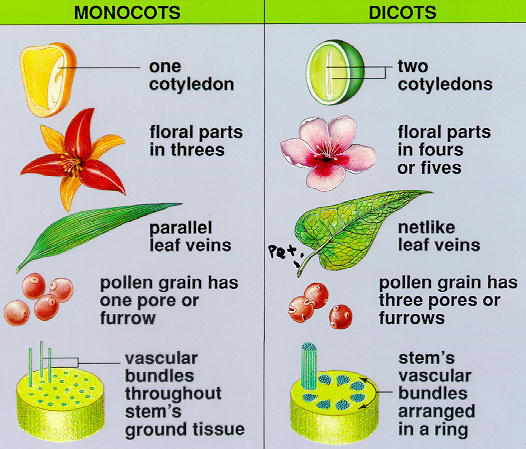 Angiosperms