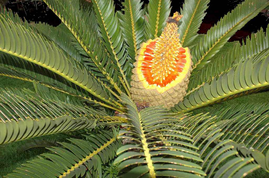 cycad