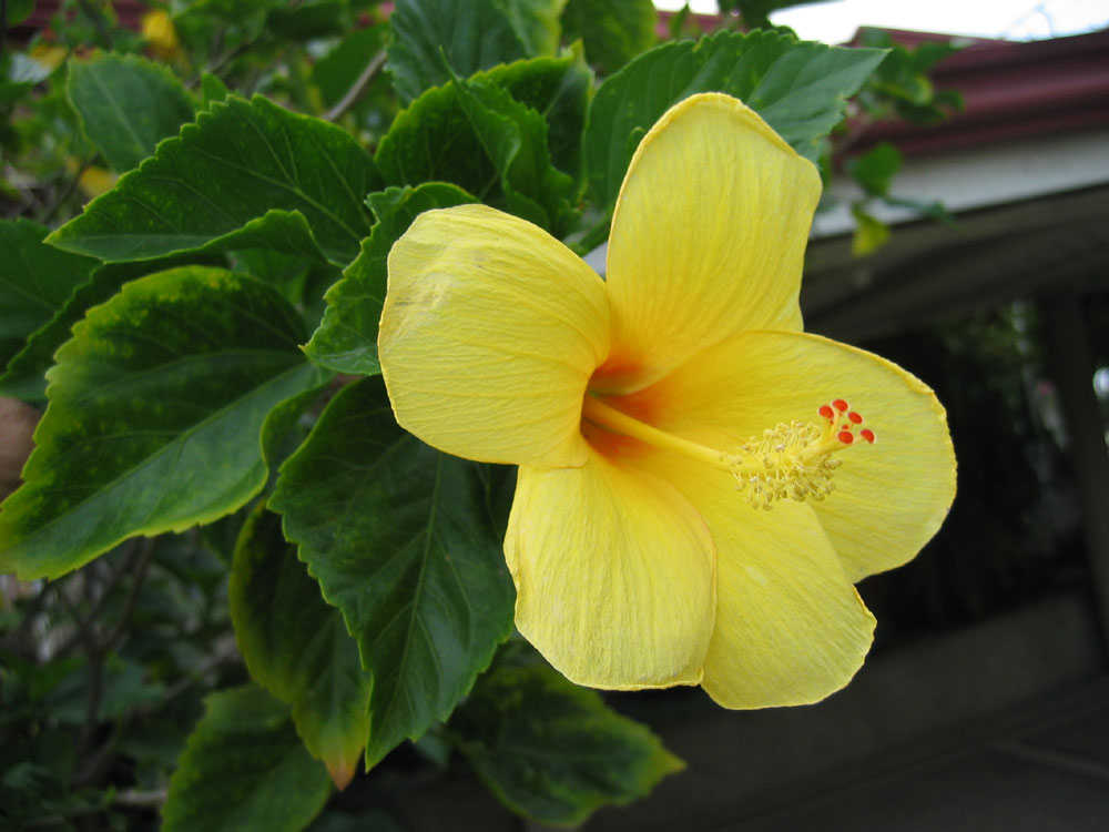 Angiosperm