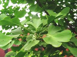 ginkgo