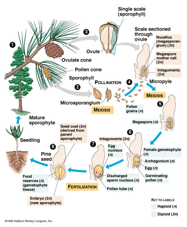 Gymnosperm