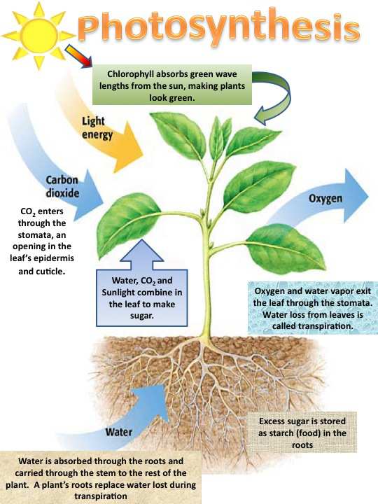 photosynthesis