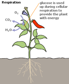 plant respiration