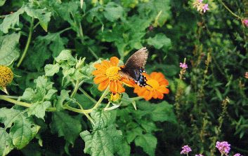 Butterfly on a tithonia blossom, Carolee's Herb Farm