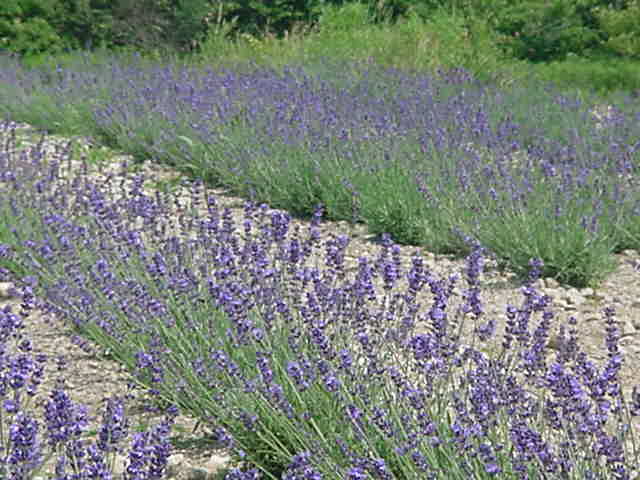 Lavender growing at Carolee's Herb Farm