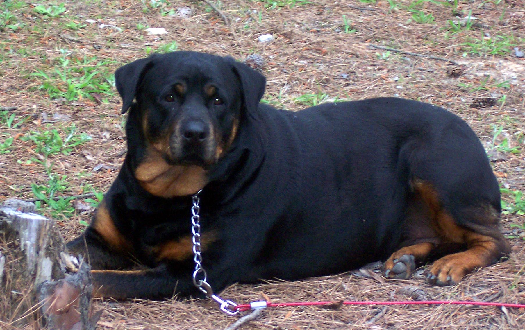 american rottweiler vs german rottweiler german american rottweiler breeds picture american rottweiler vs german rottweiler german american rottweiler breeds picture