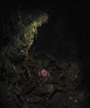 Rose in tree trunk