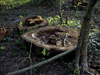 tree stumps