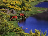 En la foto caballos bebiendo en la Laguna de Arbas.