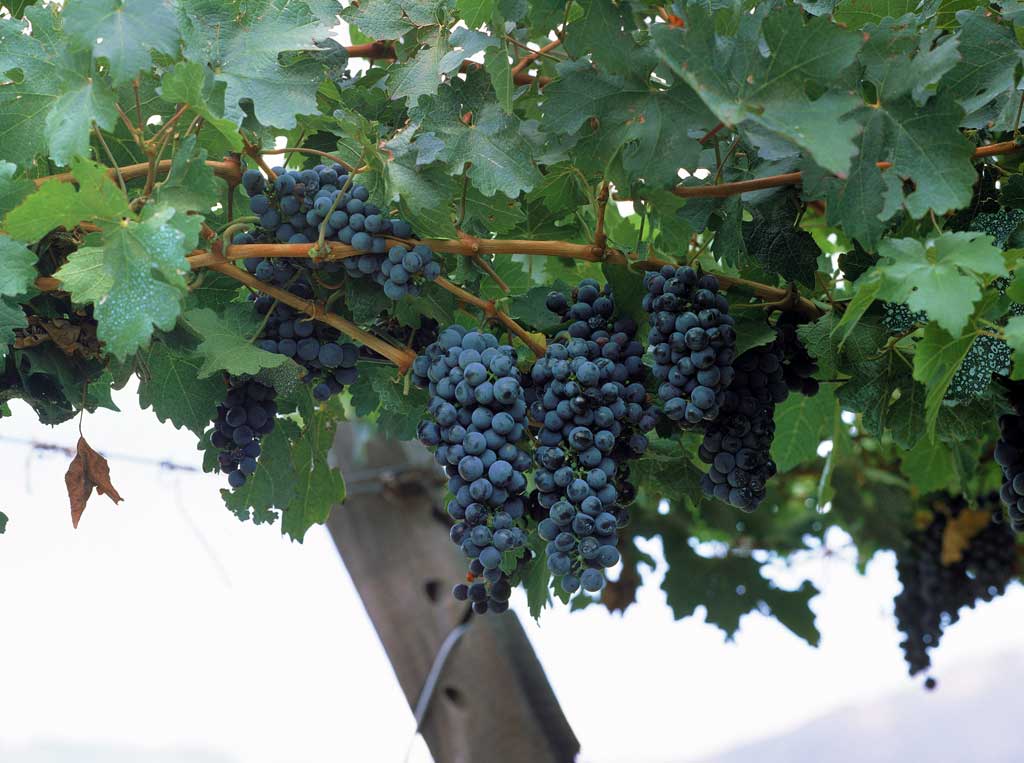 Uva Cabernet