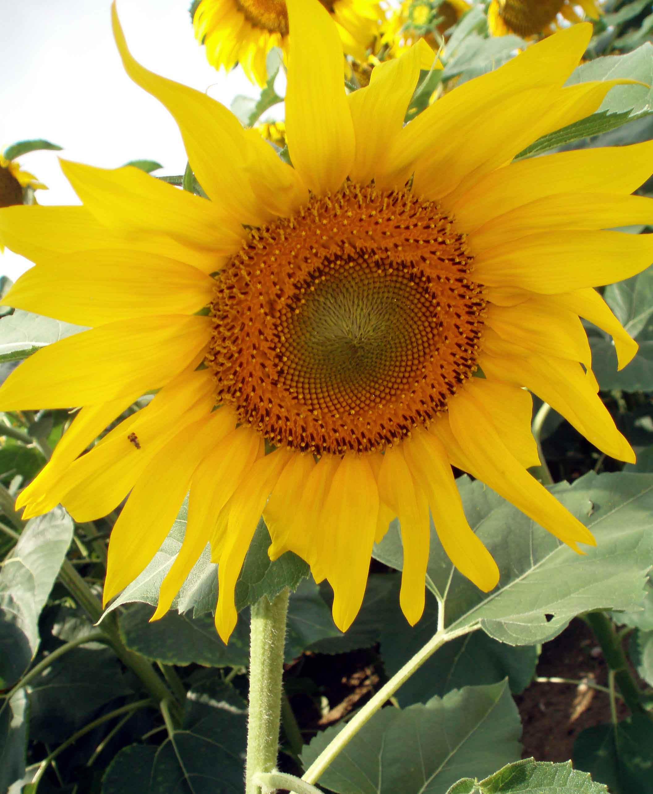 Girasol