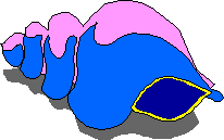 shell