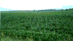 Caspiar Corn Field