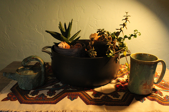 still life with succulents