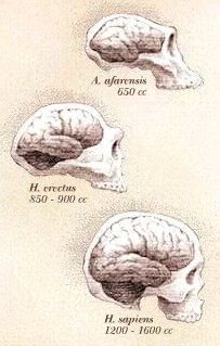 cerebros