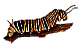 Larva