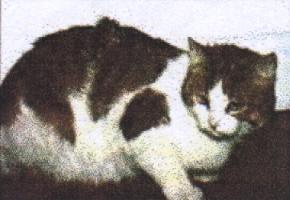 "Kensington", the tortured cat.