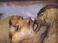 gallery eismumien und moorleichen gallery eismumien und moorleichen