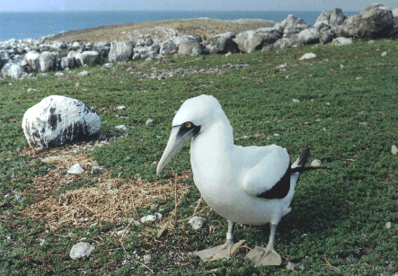 Sula dactylatra (Atob�-branco)