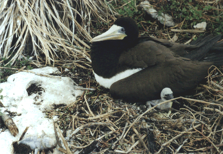 Sula leucogaster (Atob�-marrom)