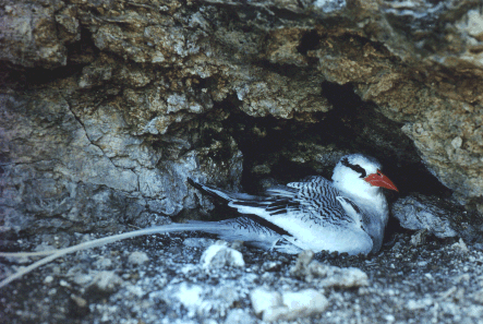 Phaethon aethereus (Grazina, Rabo-de palha)