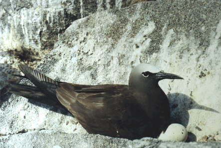 Anous stolidus (Benedito, Viuvinha)