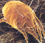 Ear Mite